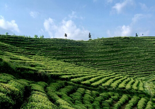 湖南中茶茶业有限公司熊嘉_湖南茶业博览会_是湖南中茶茶业有限公司