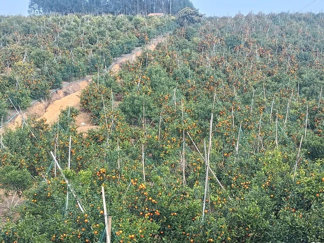 南宁哪里种植农产品多_农广天地蒜苗种植视频_农光互补种植大朋