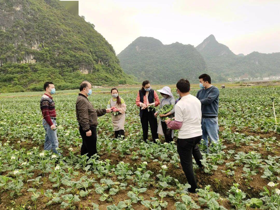 农广天地蒜苗种植视频_南宁哪里种植农产品多_农光互补种植大朋