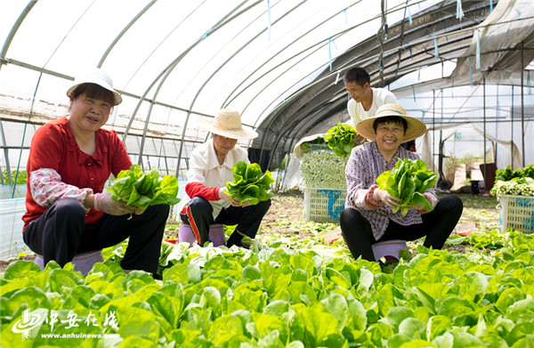 农广天种植西兰花技术_南宁哪里种植农产品多_农广天地西兰花的种植