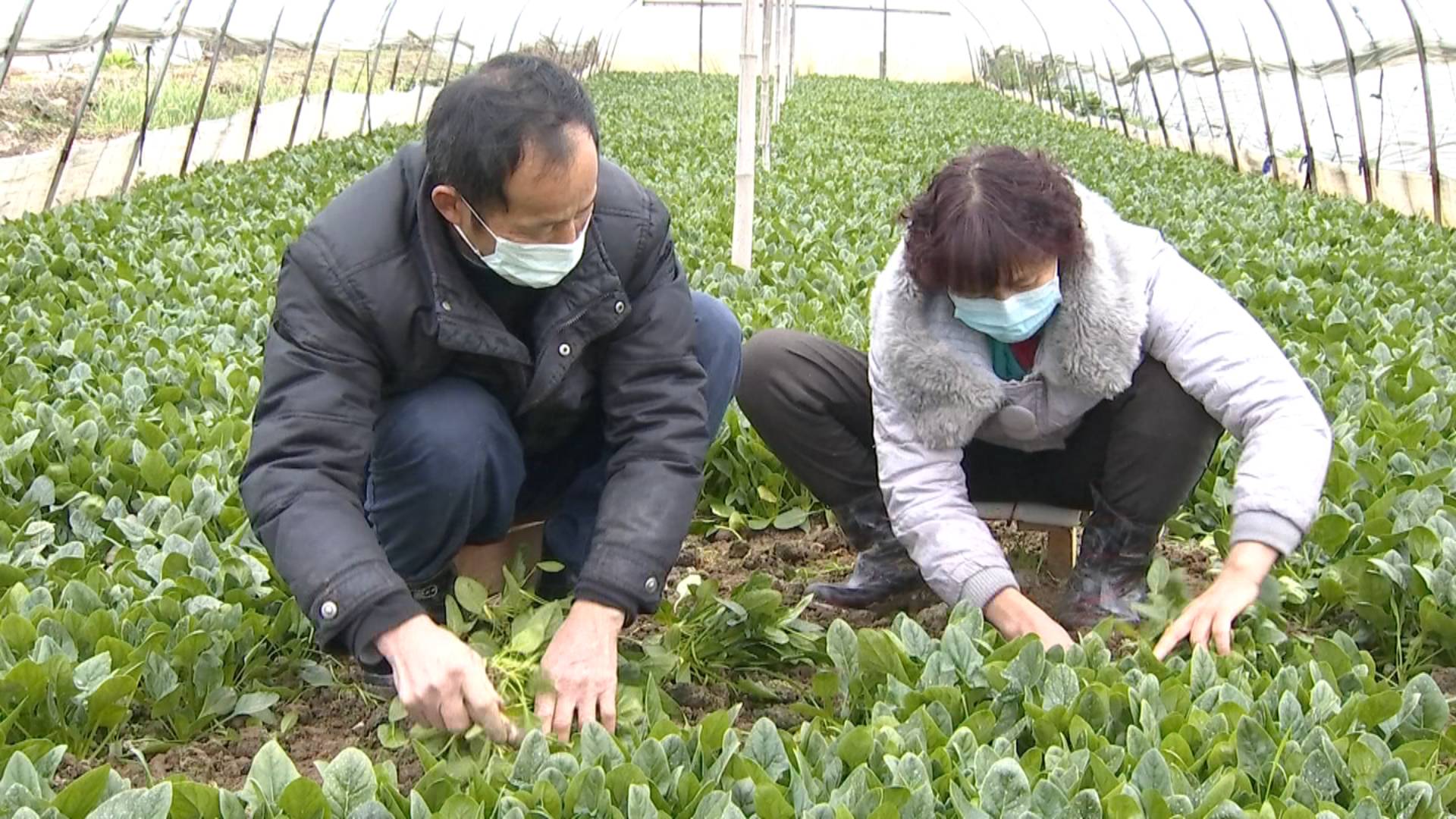 农产品滞销解决办法_农产品滞销 解决_解决宿舍矛盾的办法