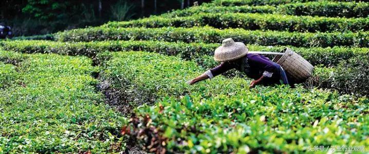 茶叶是初级农产品吗_有农药的茶叶_不酒农药的茶叶