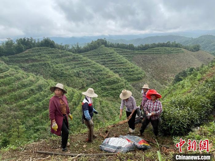 茶叶是食用农产品_茶叶属于食品还是食用农产品_茶叶属于食用农产品吗