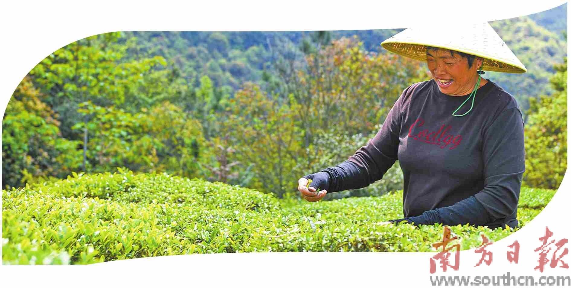 没有农药的茶叶发酵茶叶_茶叶能发布到食用农产品吗_茶叶属于食用农产品吗