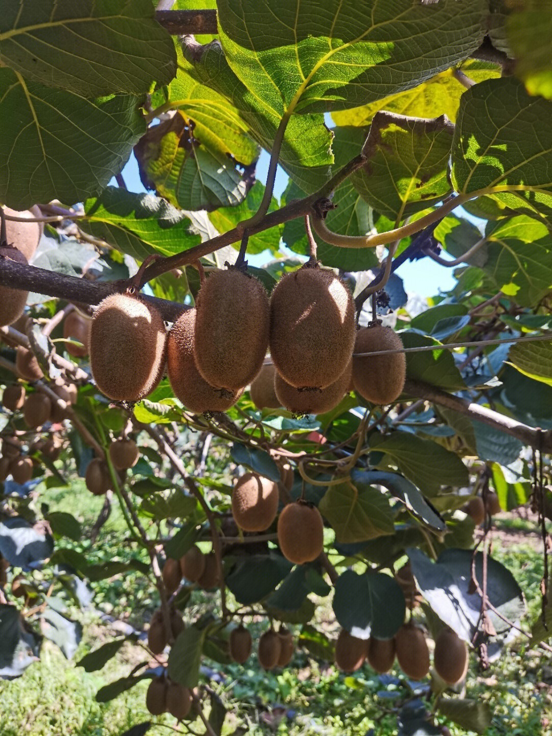 寿光博览会门票价格_寿光蔬菜博览会地址_寿光蔬菜博览会图片