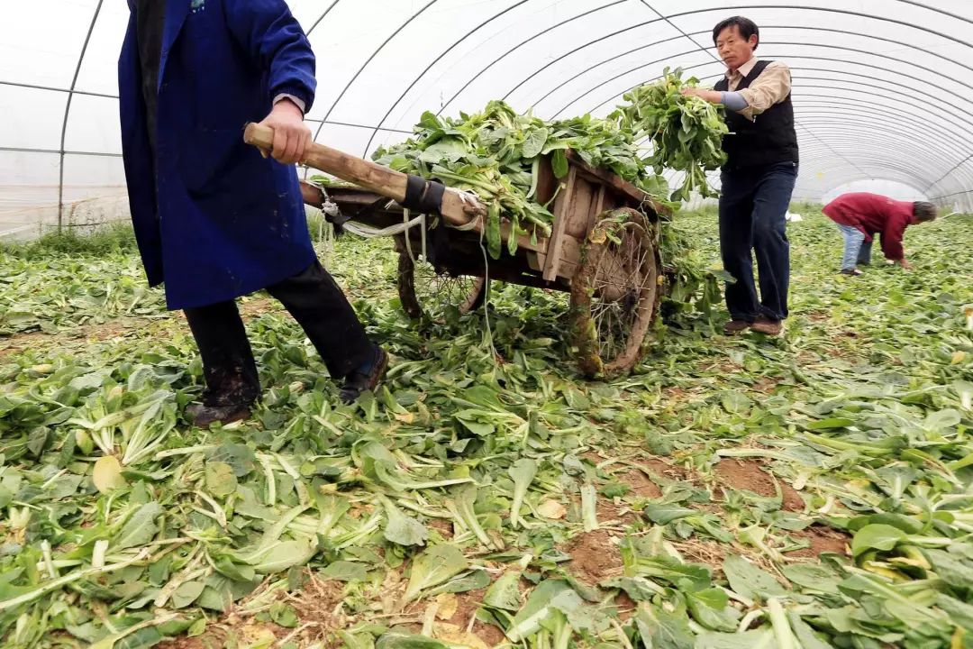 产品漏检原因改善对策_农产品滞销的原因对策_农产品滞销对策