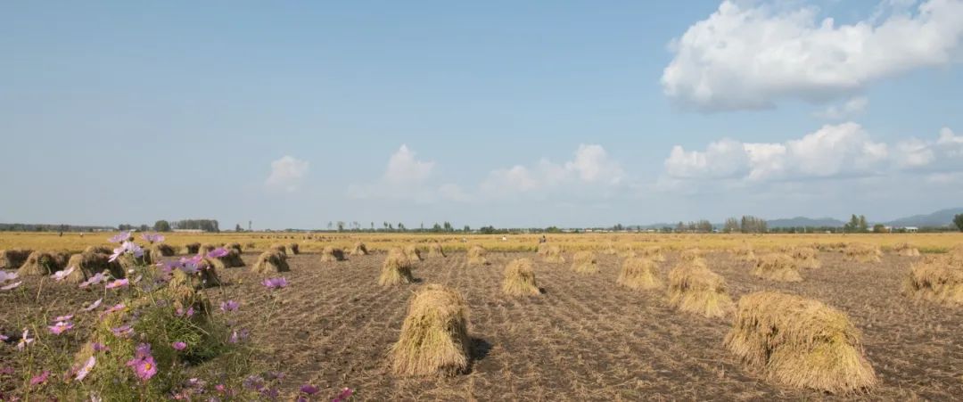 黑龙江军垦农副业基地_黑龙江农产品集散地_黑龙江农保